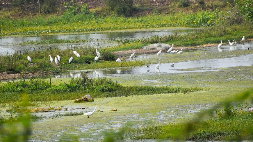 Nandur Madhameshwar Wildlife Sanctuary, Nashik, Maharashtra - Vushii.com